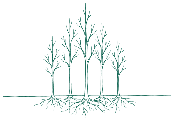 A line drawing of five slender trees of different heights on one horizon line, their roots overlapping beneath it